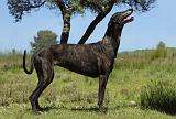 GREYHOUND 123